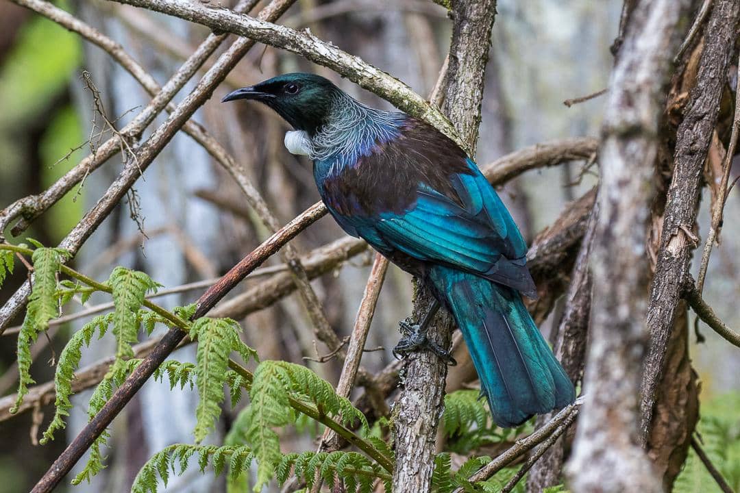 Burung tui