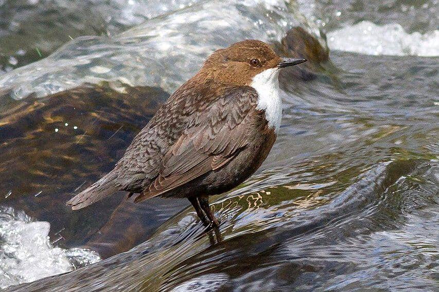 Burung ciduk leher putih berdiri di tengah sungai.