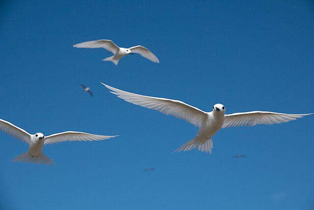 potret burung white tern