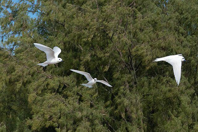 potret burung white tern