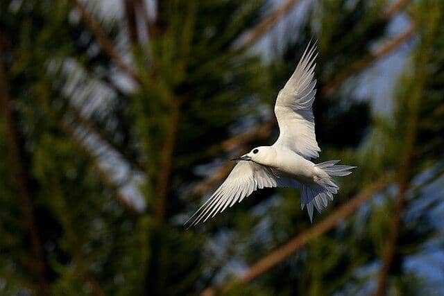 potret burung white tern