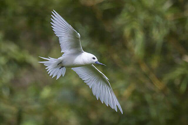 potret burung white tern