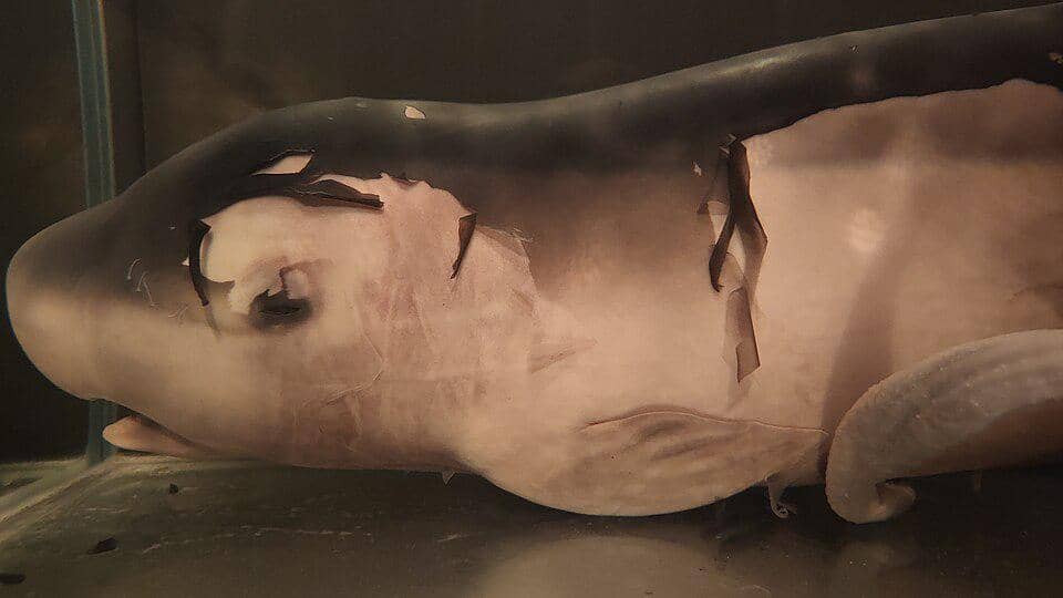 spesimen paus sperma kerdil yang diawetkan