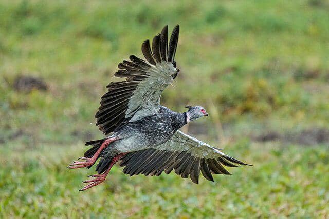 potret burung southern screamer