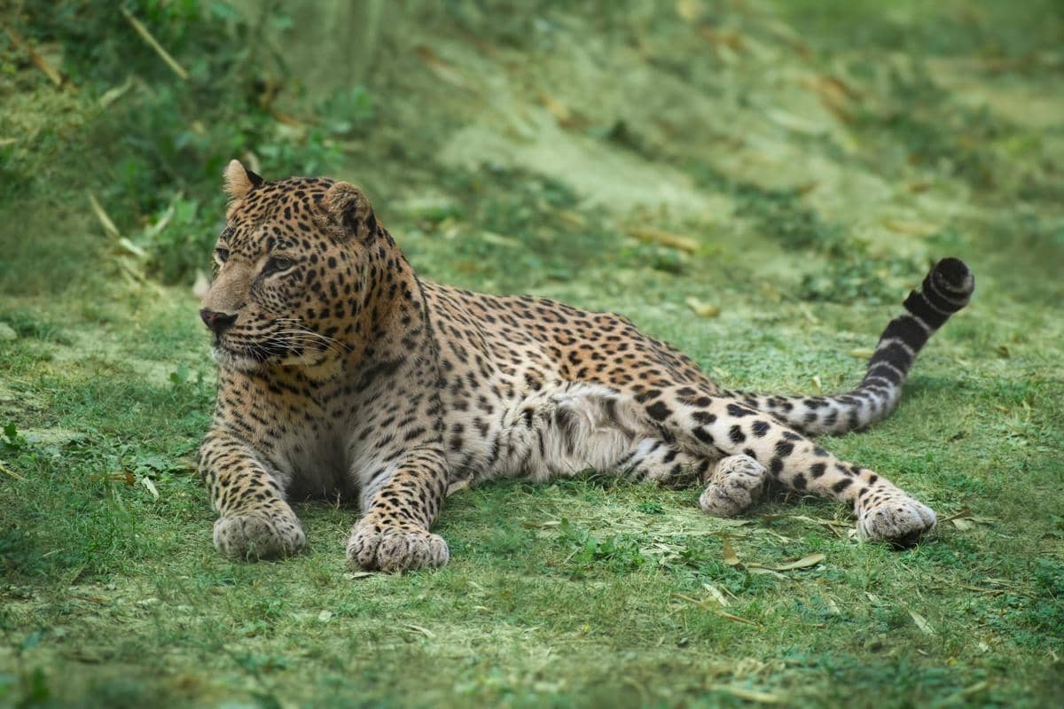 ilustrasi macan tutul 