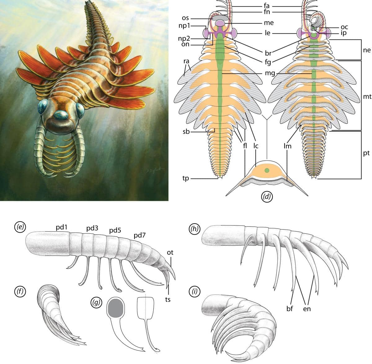 ilustrasi Mosura fentoni