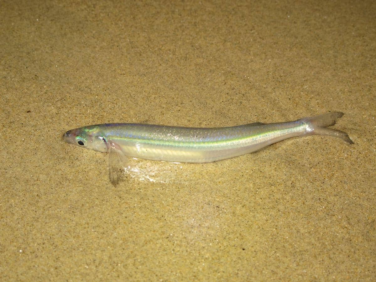 ilustrasi ikan grunion