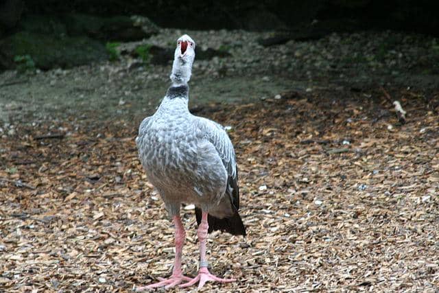 potret burung southern screamer