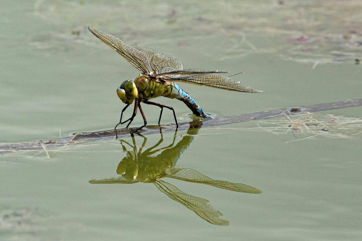 Capung di atas permukaan air.