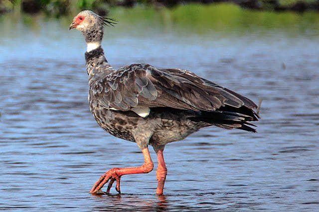 potret burung southern screamer
