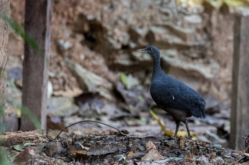 foto black tinamou