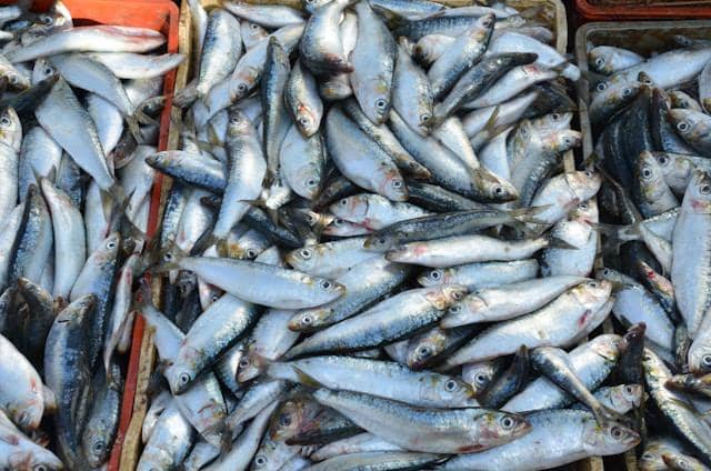 ilustrasi kumpulan ikan yang dimasukkan ke dalam krat buntu