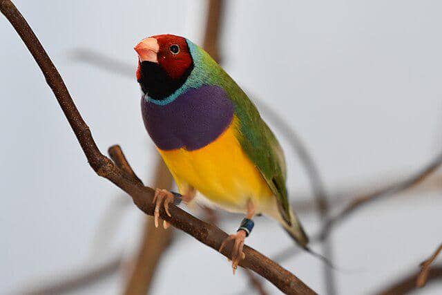 potret burung gouldian finch