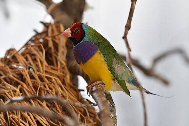 potret burung gouldian finch 
