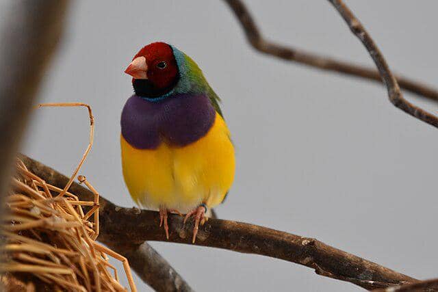potret burung gouldian finch