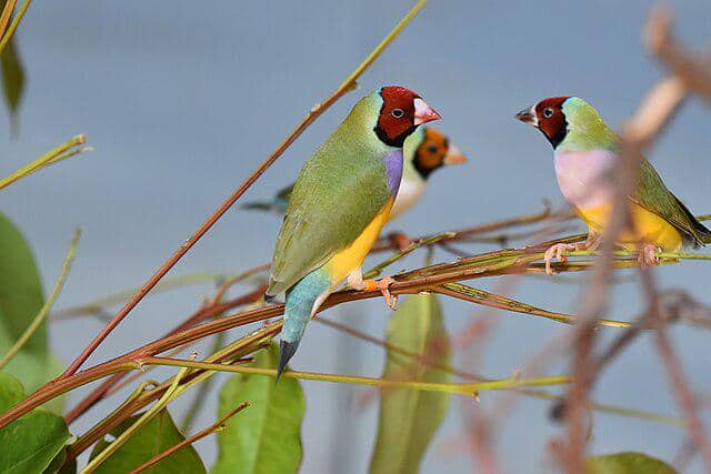 potret burung gouldian finch