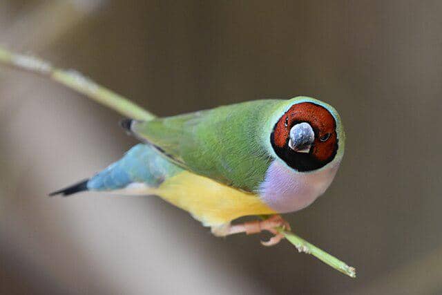 potret burung gouldian finch