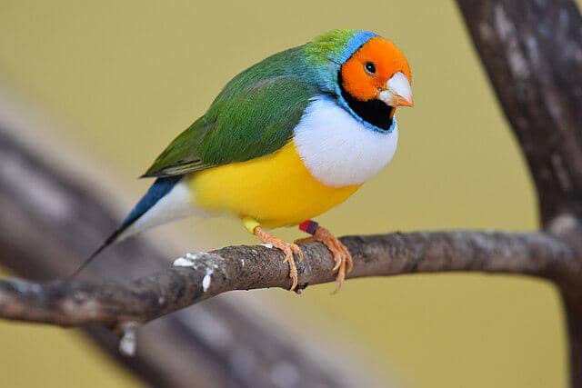 potret burung gouldian finch