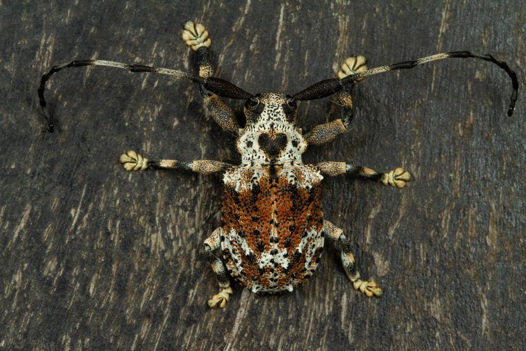 Onychocerus albitarsis