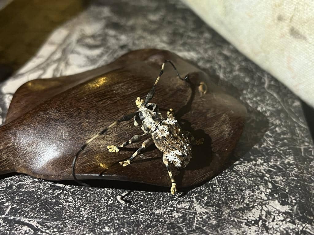 Onychocerus albitarsis