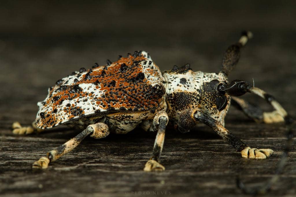 Onychocerus albitarsis