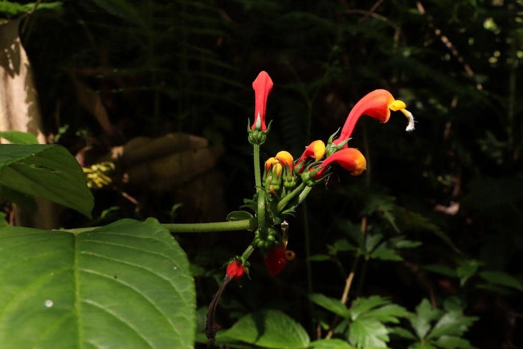 Centropogon granulosus