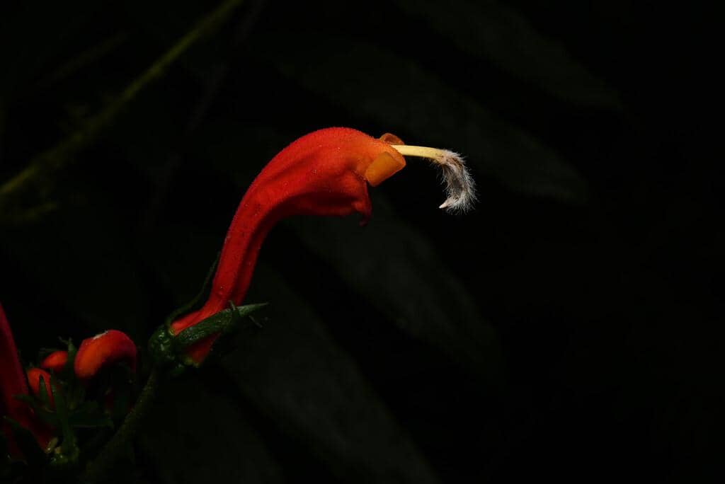 Centropogon granulosus