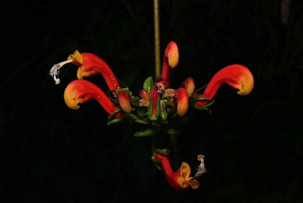 Centropogon granulosus