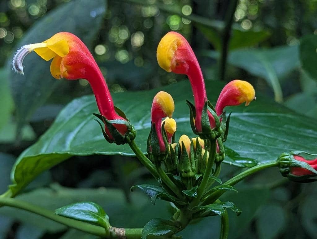 Centropogon granulosus