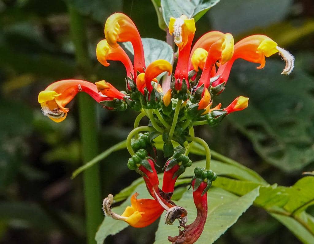 Centropogon granulosus