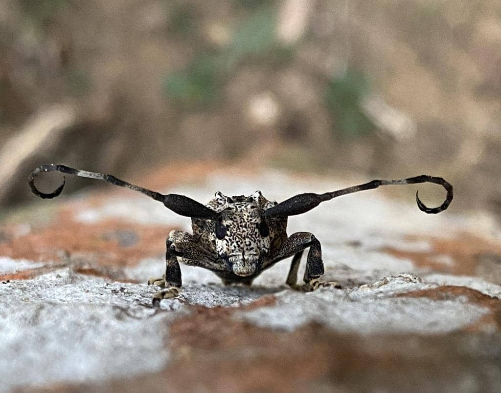 Onychocerus albitarsis