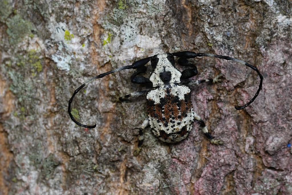 Onychocerus albitarsis