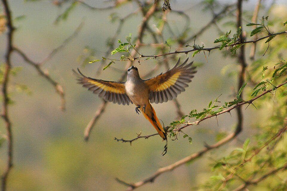 kepakan sayap indah dari sepah kecil