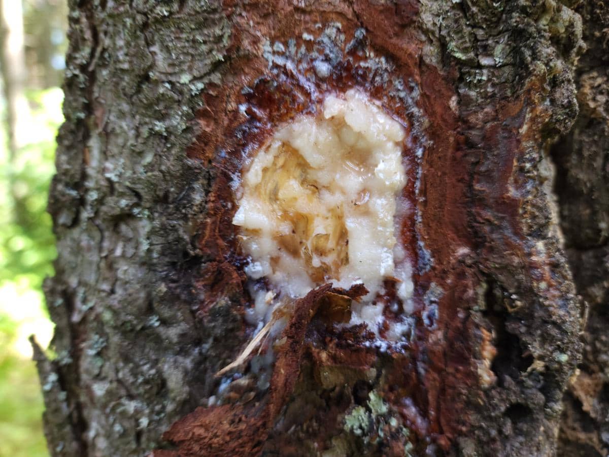 ilustrasi getah pohon