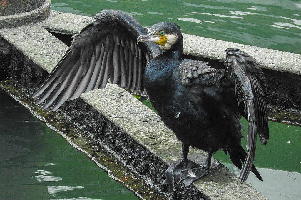 tampilan sekujur tubuh pecuk padi besar