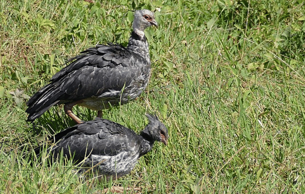 potret burung southern screamer