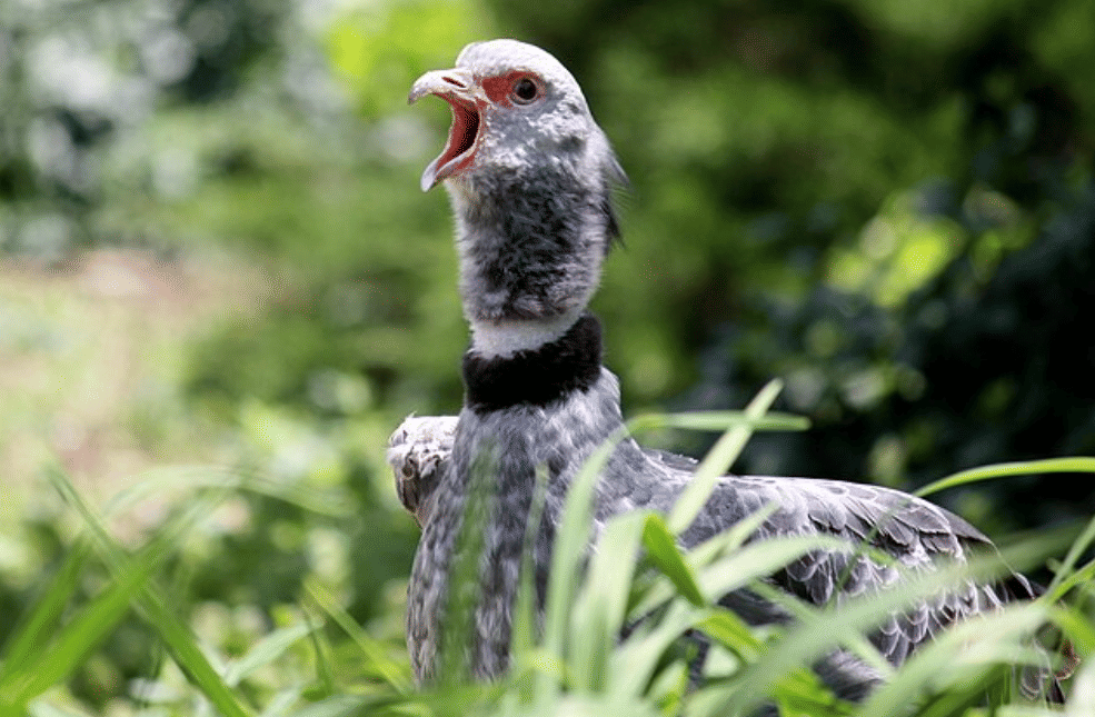 potret burung southern screamer