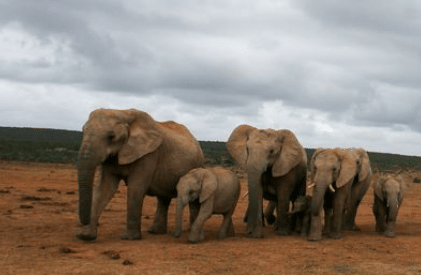 Ilustrasi kawanan Gajah 