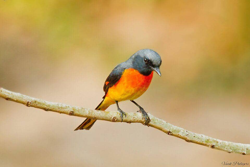 seekor sepah kecil yang sedang bertengger di dahan