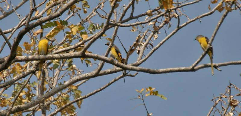 kelompok sepah kecil sedang bertengger bersama-sama