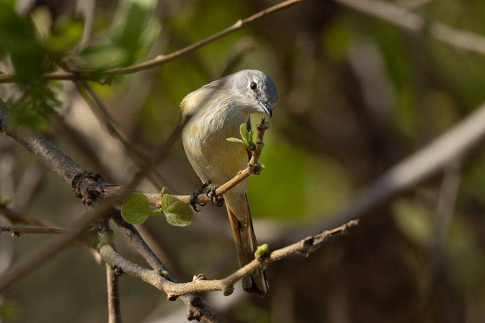 sepah kecil betina sedang mencari makan