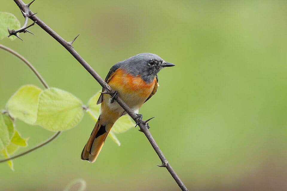 potret sepah kecil jantan dewasa
