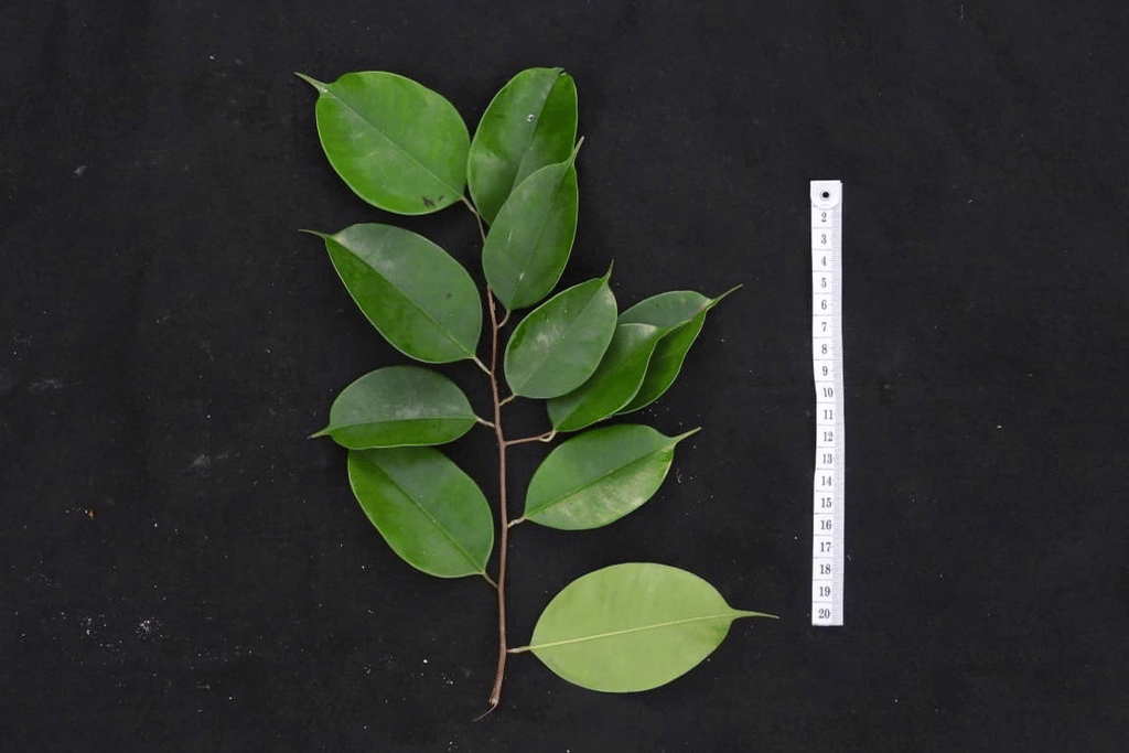 foto tangkai Dryobalanops aromatica