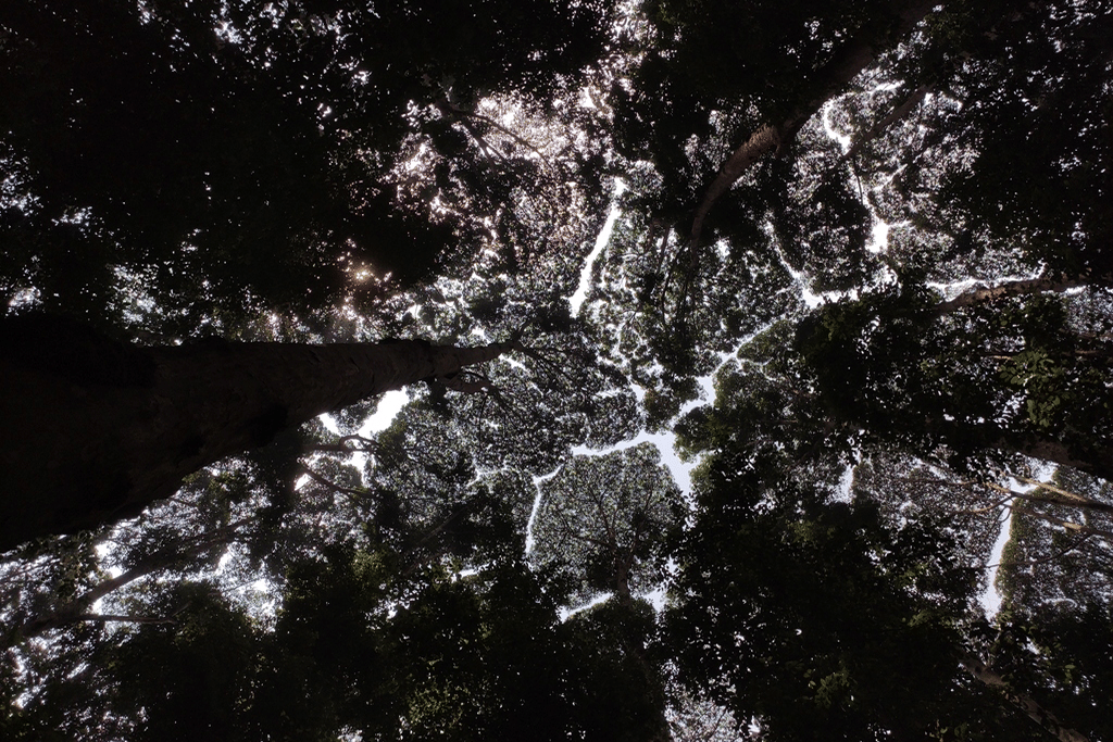 foto Dryobalanops aromatica