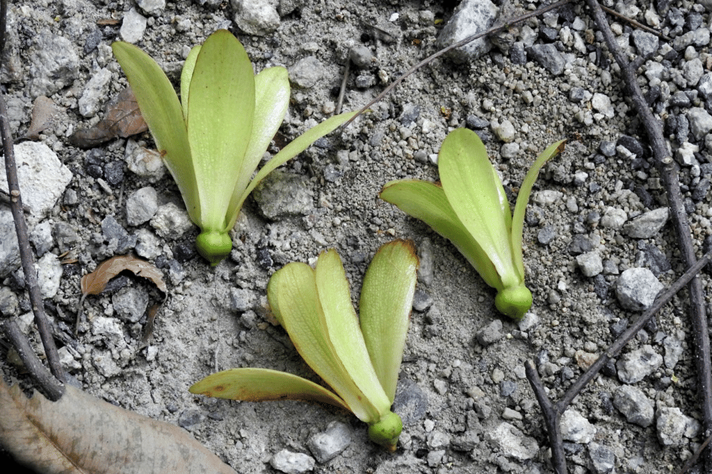 foto buah Dryobalanops aromatica