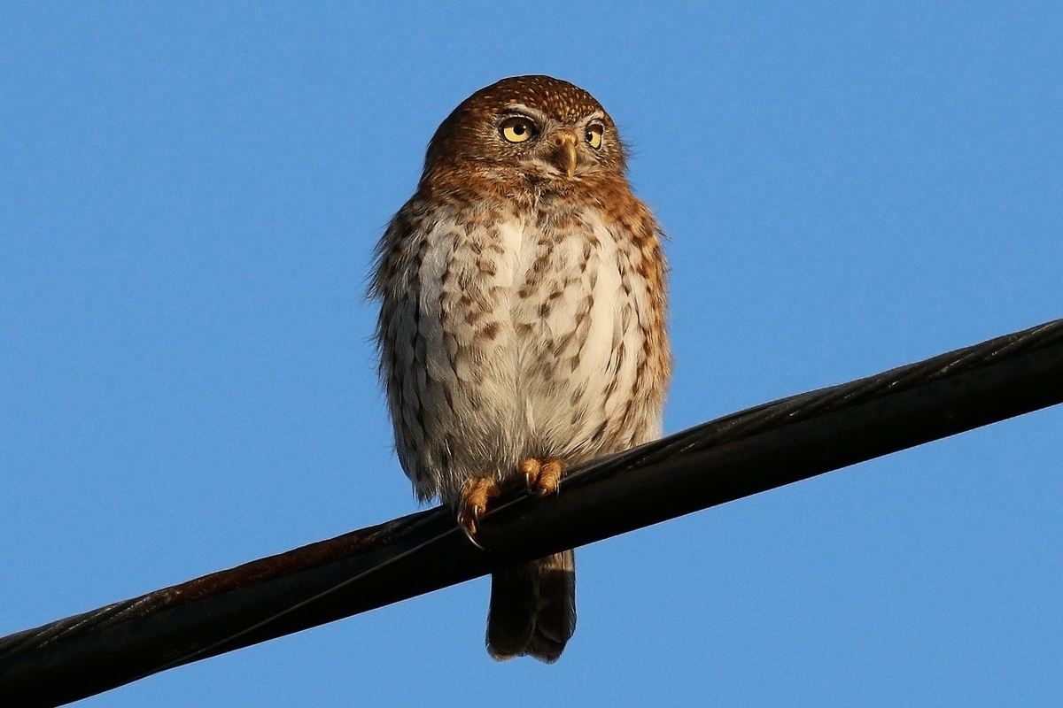 burung hantu