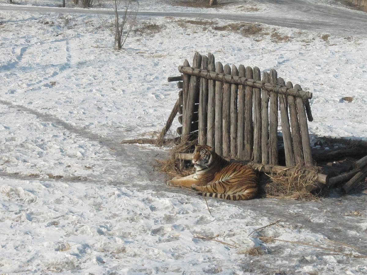 Siberian Tiger Park