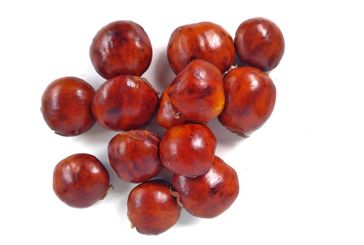 Beberapa biji jengkol berwarna cokelat mengilap tersusun di atas latar putih dengan tampilan kulit luar yang halus dan keras.