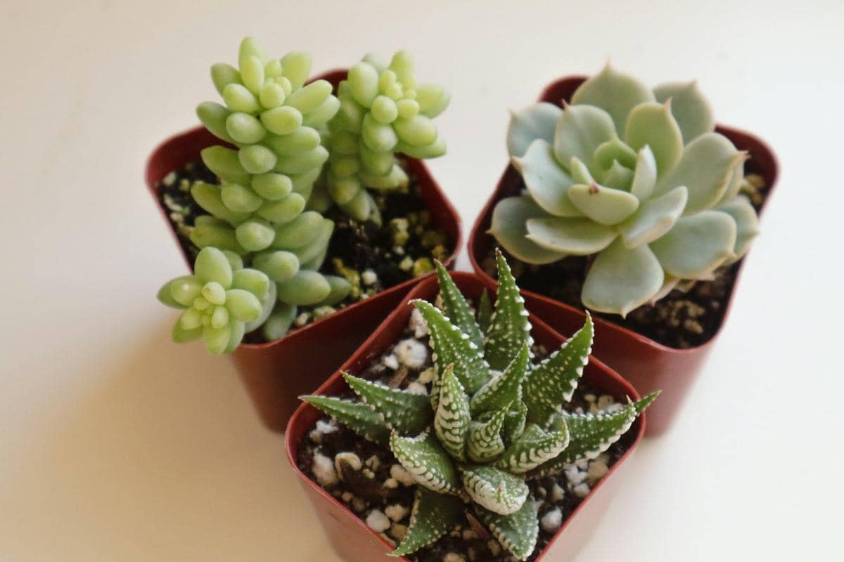 ilustrasi sukulen dalam pot mini