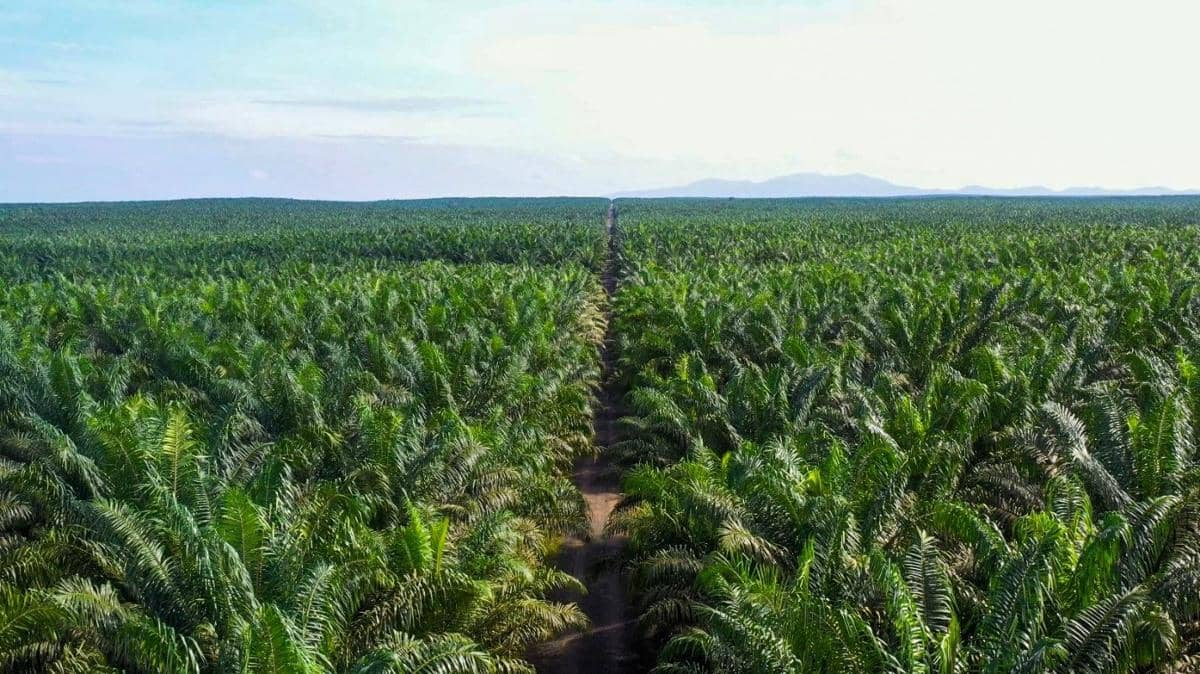 PT Jhonlin Agro Raya Tbk